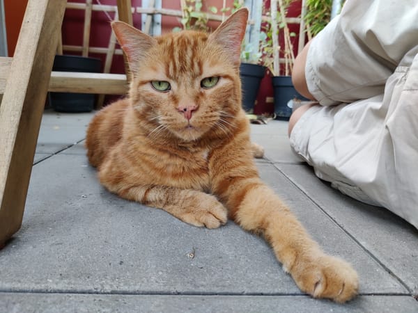 Salbei Katz, a very handsome orange tabby cat, lying on the balcony relaxed and staring at the camera with huge green eyes.